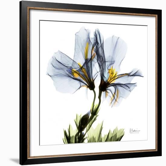 Blue Geranium-Albert Koetsier-Framed Giclee Print