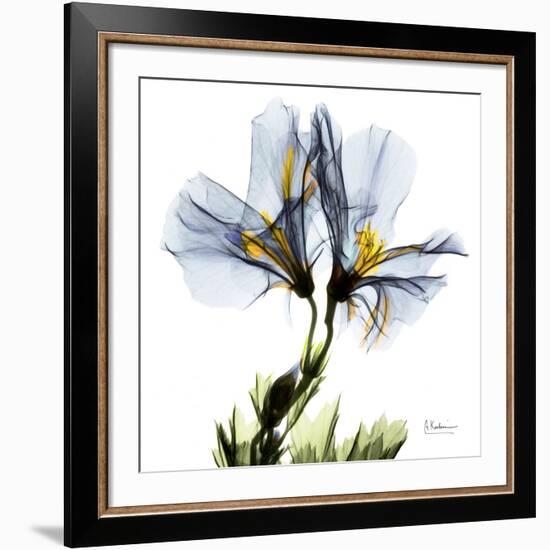 Blue Geranium-Albert Koetsier-Framed Giclee Print