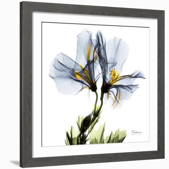 Blue Geranium-Albert Koetsier-Framed Giclee Print