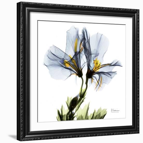 Blue Geranium-Albert Koetsier-Framed Giclee Print