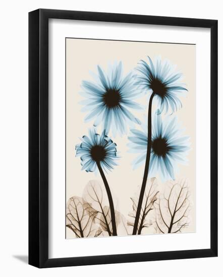 Blue Gerbera Bouquet-Albert Koetsier-Framed Art Print
