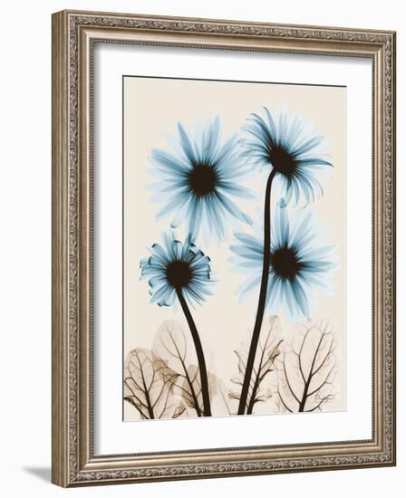 Blue Gerbera Bouquet-Albert Koetsier-Framed Art Print