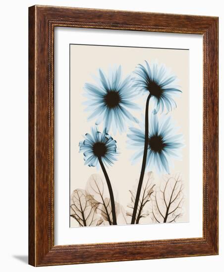 Blue Gerbera Bouquet-Albert Koetsier-Framed Art Print