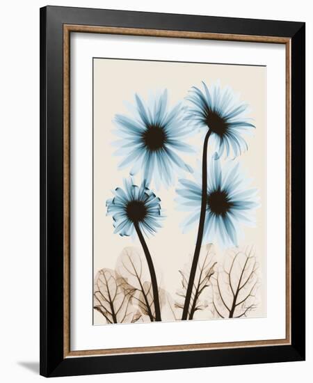 Blue Gerbera Bouquet-Albert Koetsier-Framed Art Print