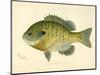 Blue Gill Sun Fish-null-Mounted Giclee Print