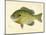 Blue Gill Sun Fish-null-Mounted Giclee Print