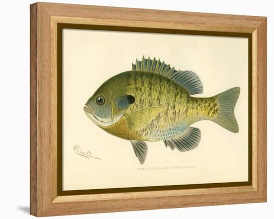 Blue Gill Sun Fish-null-Framed Premier Image Canvas