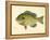 Blue Gill Sun Fish-null-Framed Premier Image Canvas