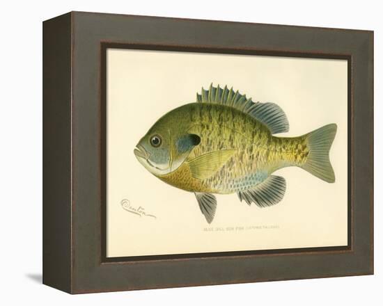 Blue Gill Sun Fish-null-Framed Premier Image Canvas