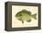 Blue Gill Sun Fish-null-Framed Premier Image Canvas