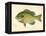 Blue Gill Sun Fish-null-Framed Premier Image Canvas