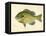 Blue Gill Sun Fish-null-Framed Premier Image Canvas