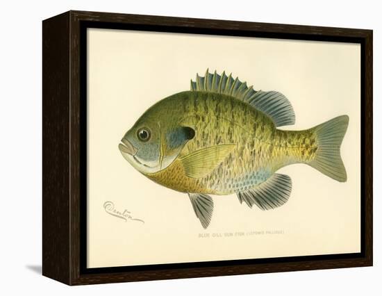 Blue Gill Sun Fish-null-Framed Premier Image Canvas