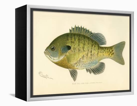 Blue Gill Sun Fish-null-Framed Premier Image Canvas