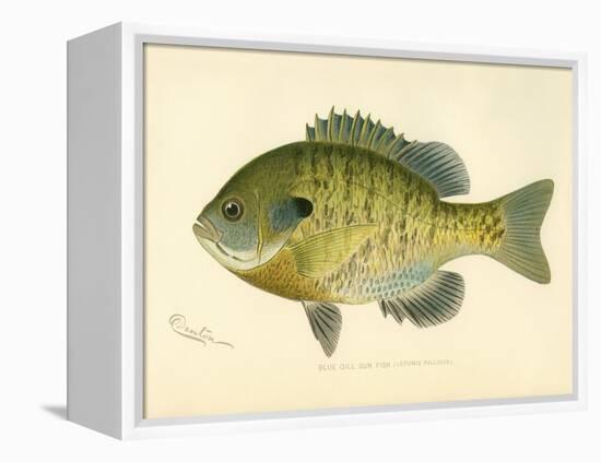 Blue Gill Sun Fish-null-Framed Premier Image Canvas