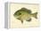 Blue Gill Sun Fish-null-Framed Premier Image Canvas