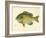 Blue Gill Sun Fish-null-Framed Giclee Print