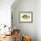 Blue Gill Sun Fish-null-Framed Giclee Print displayed on a wall