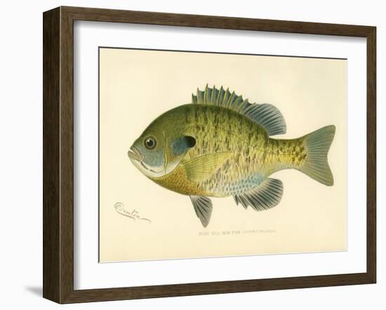 Blue Gill Sun Fish-null-Framed Giclee Print