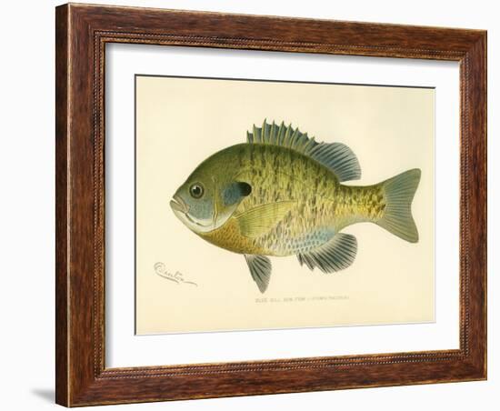 Blue Gill Sun Fish-null-Framed Giclee Print