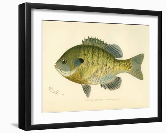 Blue Gill Sun Fish-null-Framed Giclee Print
