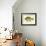 Blue Gill Sun Fish-null-Framed Giclee Print displayed on a wall