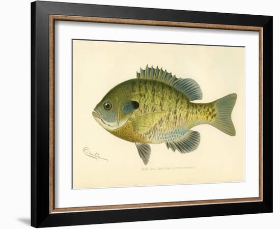 Blue Gill Sun Fish-null-Framed Giclee Print