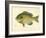 Blue Gill Sun Fish-null-Framed Giclee Print