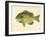 Blue Gill Sun Fish-null-Framed Giclee Print