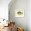 Blue Gill Sun Fish-null-Framed Giclee Print displayed on a wall