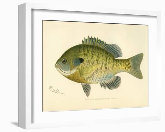 Blue Gill Sun Fish-null-Framed Giclee Print