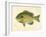 Blue Gill Sun Fish-null-Framed Giclee Print