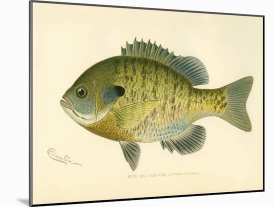 Blue Gill Sun Fish-null-Mounted Giclee Print