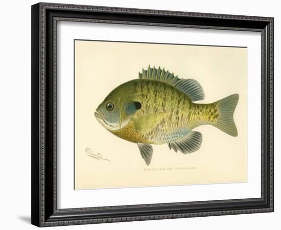 Blue Gill Sun Fish-null-Framed Giclee Print