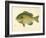 Blue Gill Sun Fish-null-Framed Giclee Print