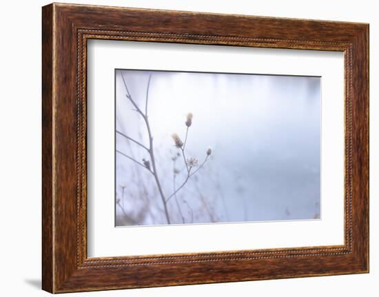 Blue Glassed Cotton 3-null-Framed Photographic Print