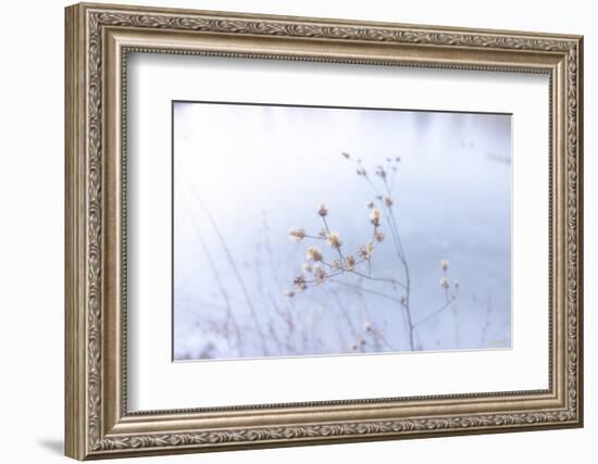 Blue Glassed Cotton-null-Framed Photographic Print