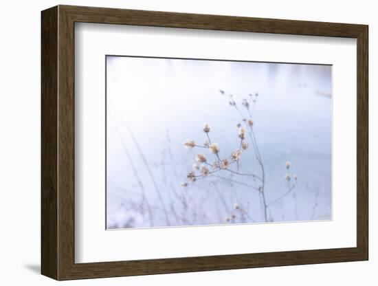 Blue Glassed Cotton-null-Framed Photographic Print