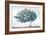 Blue Golden Tree-Ian C-Framed Art Print