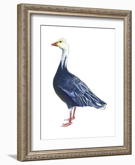 Blue Goose (Chen Caerulescens), Birds-Encyclopaedia Britannica-Framed Art Print