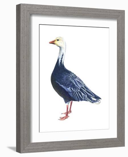 Blue Goose (Chen Caerulescens), Birds-Encyclopaedia Britannica-Framed Art Print