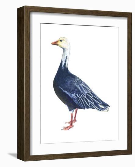 Blue Goose (Chen Caerulescens), Birds-Encyclopaedia Britannica-Framed Art Print