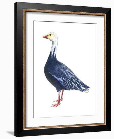 Blue Goose (Chen Caerulescens), Birds-Encyclopaedia Britannica-Framed Art Print