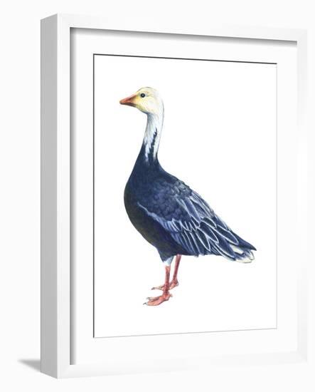 Blue Goose (Chen Caerulescens), Birds-Encyclopaedia Britannica-Framed Art Print