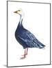 Blue Goose (Chen Caerulescens), Birds-Encyclopaedia Britannica-Mounted Art Print