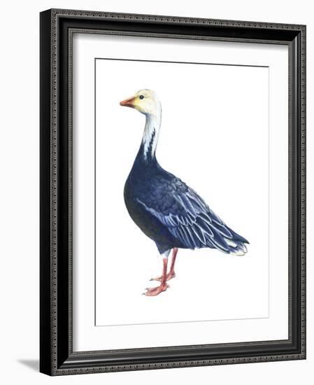 Blue Goose (Chen Caerulescens), Birds-Encyclopaedia Britannica-Framed Art Print