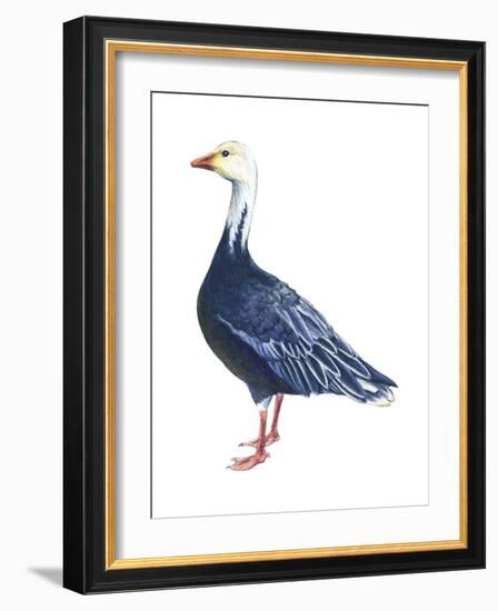 Blue Goose (Chen Caerulescens), Birds-Encyclopaedia Britannica-Framed Art Print