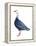 Blue Goose (Chen Caerulescens), Birds-Encyclopaedia Britannica-Framed Stretched Canvas