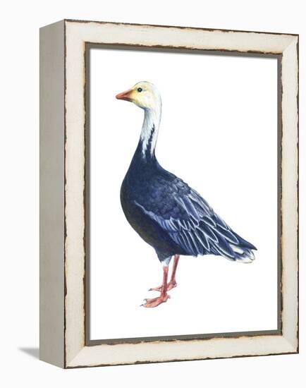 Blue Goose (Chen Caerulescens), Birds-Encyclopaedia Britannica-Framed Stretched Canvas