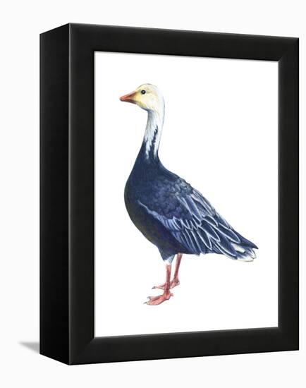 Blue Goose (Chen Caerulescens), Birds-Encyclopaedia Britannica-Framed Stretched Canvas